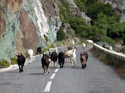 A Rena D'Oru Ξενοδοχείο Sagone  Εξωτερικό φωτογραφία
